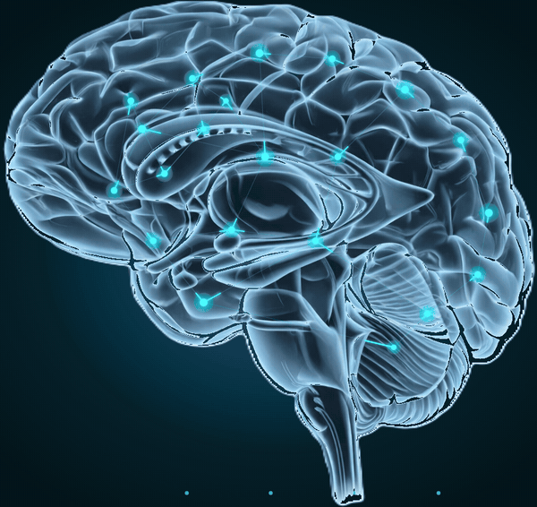 Cerveau
